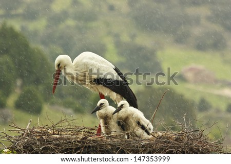 Stork with two chicks on the nest