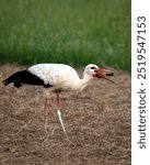 The stork is a very large wading bird with long legs and a long red beak. They are often found in a nest on a pole in the sky. They eat insects and small animals.This one eats a little mouse.