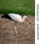 The stork is a very large wading bird with long legs and a long red beak. They are often found in a nest on a pole in the sky. They eat insects and small animals.This one eats a little mouse.