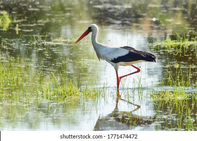 The stork walks on the water. Stork is looking for food in the pond.