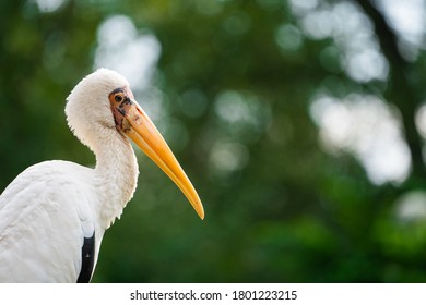 Stork. White Bird. Mycteria Cinerea