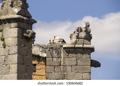 A stork with young birds in a nest on the cathedral building of Avila, Spain