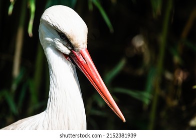 stork in a zoological park - Shutterstock ID 2152381939