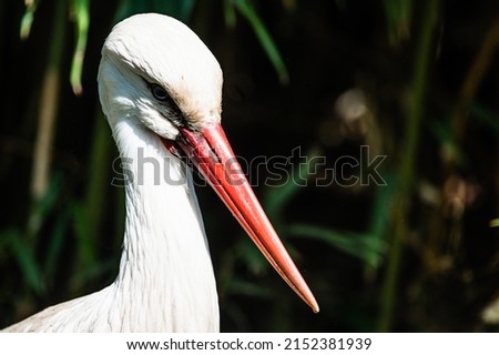 stork in a zoological park