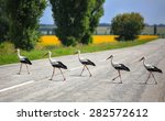 storks cross the road the highway in rural areas