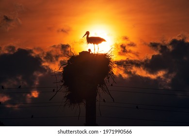 Storks feeding babies in a nest against sunset sky with clouds