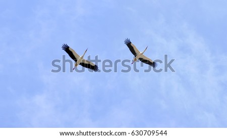 storks in flight