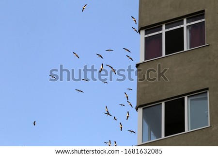 Similar – Foto Bild Möwe_Strand_Himmel