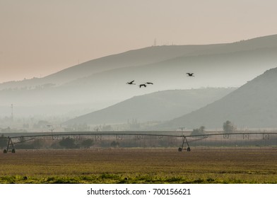 Storks Flying At Sunset, Hula Valley Israel.