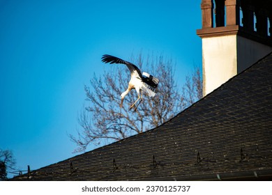 A storks landing on a roof - Powered by Shutterstock