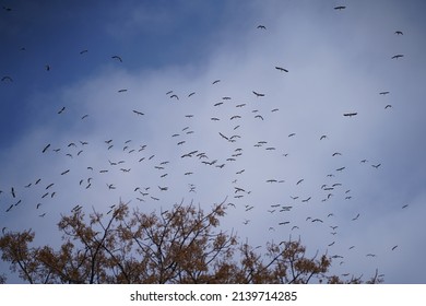 Storks Migrate North In The Galilee - Israel, Against A Background Of Slightly Cloudy Azure Skies