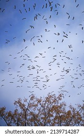 Storks Migrate North In The Galilee - Israel, Against A Background Of Slightly Cloudy Azure Skies