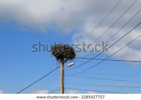 A stork's nest in which there is a stork resting