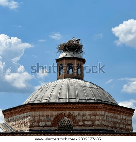 Storks nesting atop domed building cupola, wildlife meets historic architecture