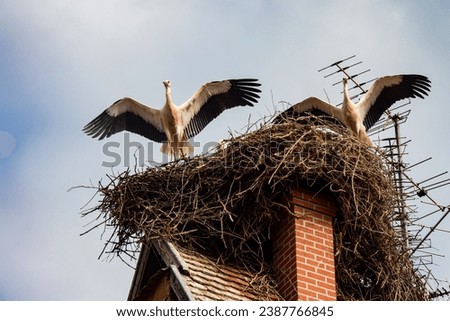 Storks nesting on the roof of Alsace village in France