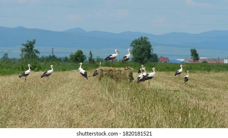Storks on spring field, select two bird up on haystack 