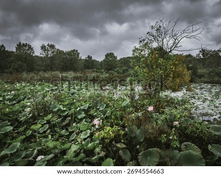 A storm approaching a swamp