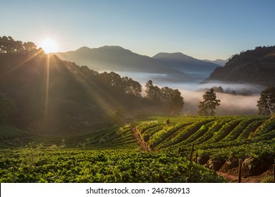 Storm Berry Farm In Thailand