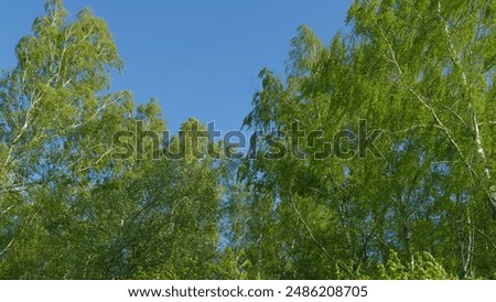 Similar – Image, Stock Photo Tree breaks resistance