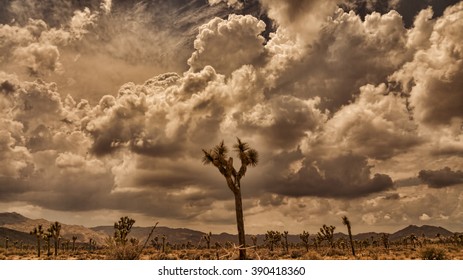 Storm clouds gather at dusk over Joshua Trees in the California desert.