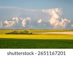 Storm clouds over an abandoned barn and lentil and canola fields in full bloom outside Swift Current, Saskatchewan, Canada