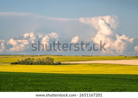 Storm clouds over an abandoned barn and lentil and canola fields in full bloom outside Swift Current, Saskatchewan, Canada
