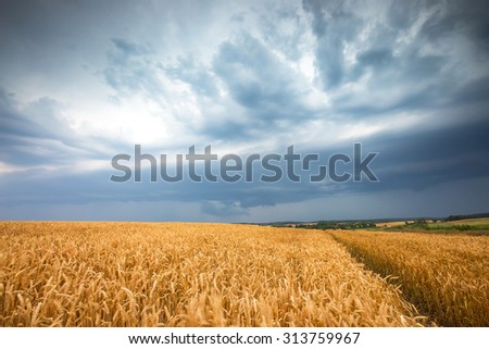 Similar – Image, Stock Photo Thunderstorm over a wheat field. Rural scene