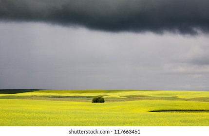 Storm Clouds Saskatchewan Canola Field Yellow Color