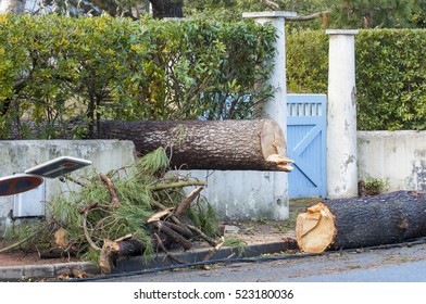 Storm Damage. Broken Tree In The City, Landes, France