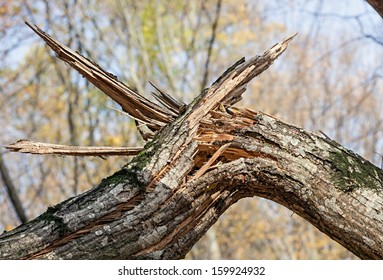 Storm Damage. Broken Tree In The Forest