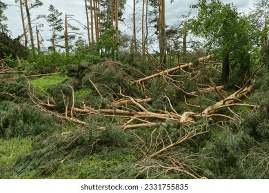 Storm damage. Broken trees in the forest. Fallen pine trees. Effect of hurricane. Selective focus