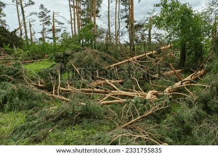 Storm damage. Broken trees in the forest. Fallen pine trees. Effect of hurricane. Selective focus