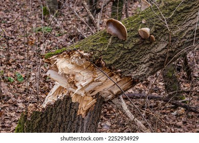 Storm damage caused by a broken trunk in a thick tree caused by a storm in winter, Hesse, Germany - Shutterstock ID 2252934929