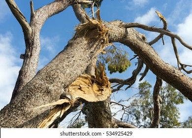 Storm Damage - Detail Of A Maritime Pine Tree Broken By A Strong Wind