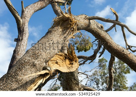 Storm Damage - Detail of a maritime pine tree broken by a strong wind