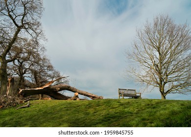 Storm Damage To Established Trees And Fallen Branches On Westwood Public Parkland In Spring In Beverley, Yorkshire, UK.