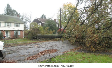 Storm Damage Fallen Tree