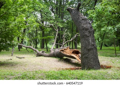 Storm Damage. Fallen Tree In The Park After A Storm