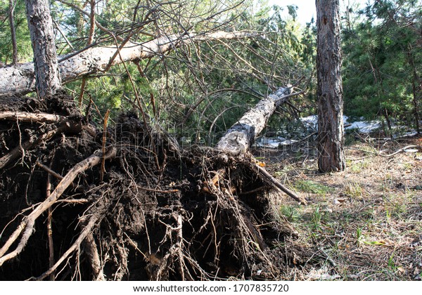 Storm\
damage. Fallen tree in the park after a\
storm