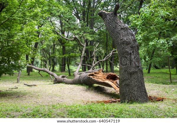 Storm\
damage. Fallen tree in the park after a\
storm