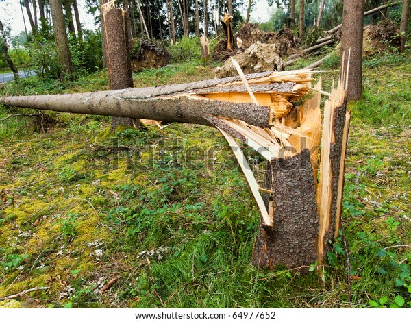 Storm\
damage. Fallen trees in the forest after a\
storm.