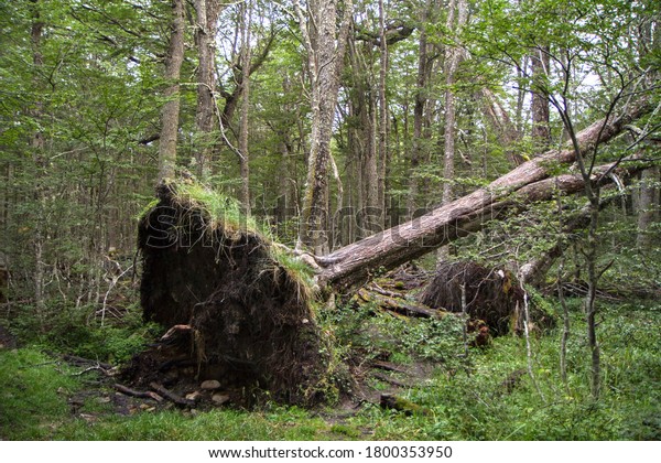 Storm damage in the\
Nothofagus pumilio forest. Uprooted tree fallen down in the\
woodland due to wind storms.\
