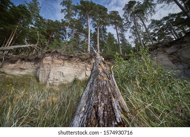 Storm damage. Toppled trees in the forest after a storm.