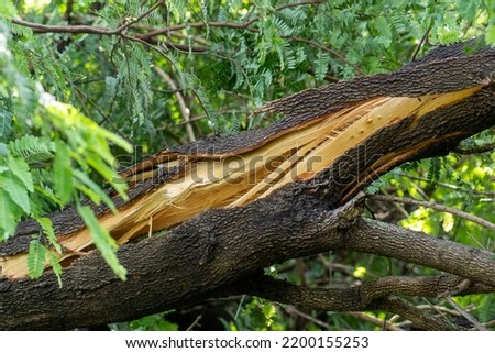 storm damage tree crack trunk after strong wind and heavy rain