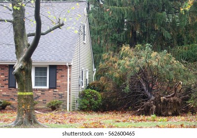 Storm Damage - Tree Fallen Near Home