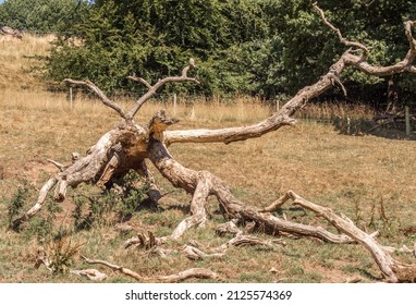 Storm Damage To Tree At Styal Country Park, Cheshire, Uk