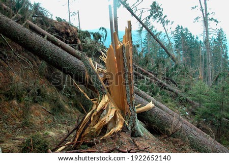 storm damage in to trees in the forest after a heavy thunderstorm