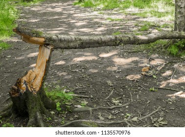 Storm Damage To Trees And Woodland At Rivington, Chorley, Lancashire, UK