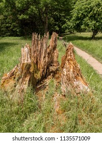 Storm Damage To Trees And Woodland At Rivington, Chorley, Lancashire, UK