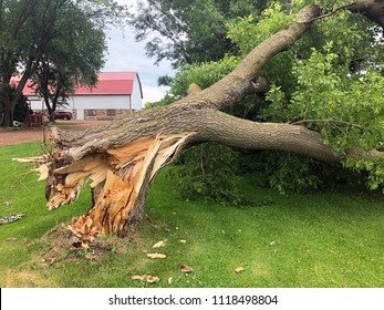 Storm Damaged Downed Ash Tree With Broken Trunk At The Stump